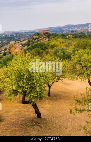 Olive trees and The Temple of Concordia, Valley of the Temples (Valle dei Templi), Agrigento, Sicily, Italy, Europe Stock Photo