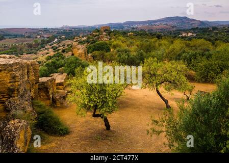 Valley of the Temples (Valle dei Templi), Olive trees and The Temple of Concordia (Tempio della Concordia), Agrigento, Sicily, Italy, Europe Stock Photo