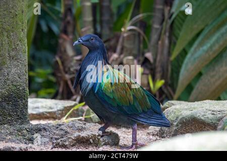 The Nicobar pigeon is a pigeon found on small islands and in coastal regions from the Andaman and Nicobar Islands, India, east through the Malay. Stock Photo