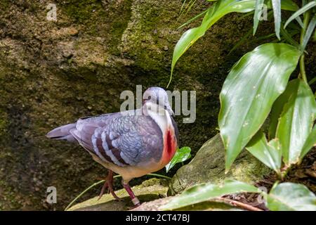 The Luzon bleeding-heart (Gallicolumba luzonica) is one of a number of species of ground dove in the genus Gallicolumba. It is slate grey in color Stock Photo