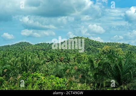 Commercial oil palm plantation in a former tropical rain-forest area, Sabah, Borneo, Malaysia Stock Photo