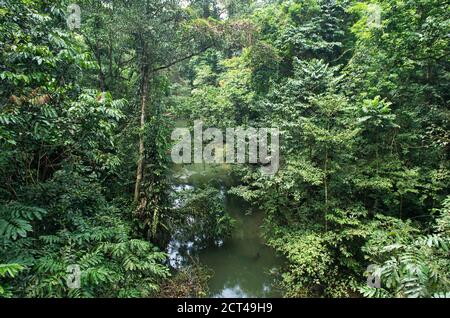 Tropical jungle, primary rain-forest in the Gunung Mulu National Park, UNESCO World Nature Heritage Site, Sarawak, Borneo, Malaysia Stock Photo