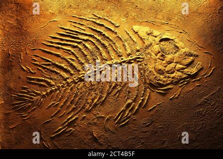 Closeup of big fish skeleton fossils Stock Photo