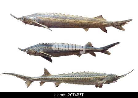 Three types of stuffed sturgeon fish isolated on white Stock Photo