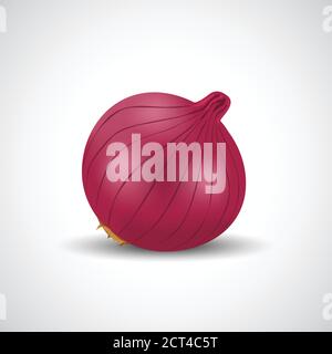 fresh red onion isolated white background. vector illustration Stock Vector