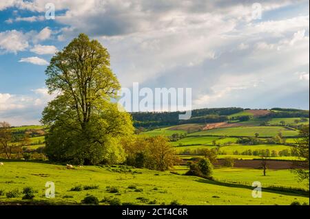 Winchcombe and the Sudely Valley, The Cotswolds, Gloucestershire, England, United Kingdom, Europe Stock Photo