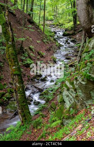 Cold mountain stream deep in the forest. Wild nature reserve and conservation Stock Photo