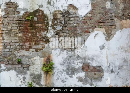 Artistic vintage grunge wall background. Old ripped brick wall with scratches, rust and green plants. Stock Photo