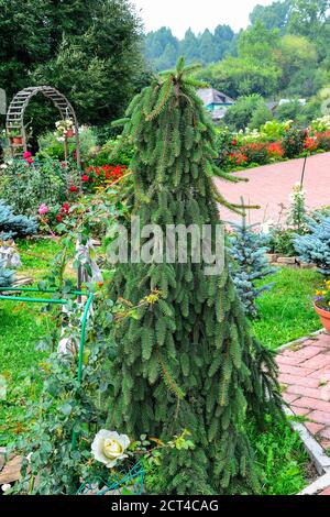 Closeup of dwarf spruce (Picea abies) cultivar 'Inversa' in garden landscape - ornamental evergreen perennial coniferous tree for park or garden lands Stock Photo