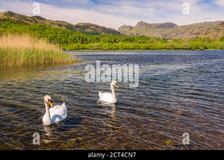 Swans at Elter Water Lake, Elterwater Landscape, Lake District, Cumbria, England, UK, Europe Stock Photo