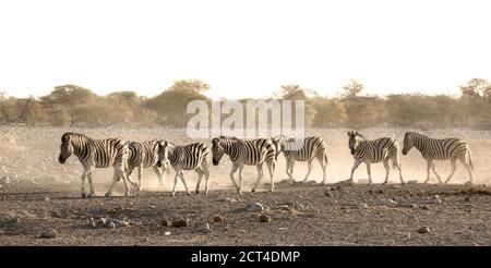 A dusty dazzle of Zebra in Etosha National Park, Namibia. Stock Photo