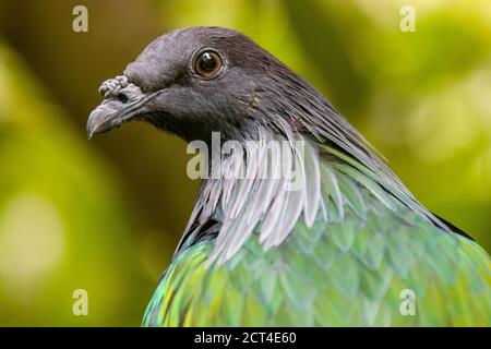 The Nicobar pigeon is a pigeon found on small islands and in coastal regions from the Andaman and Nicobar Islands, India, east through the Malay Stock Photo