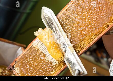 Extracting honey from honeycomb concept. Close up view of beekeeper cutting wax lids with hot knife from honeycomb for honey extraction. Stock Photo