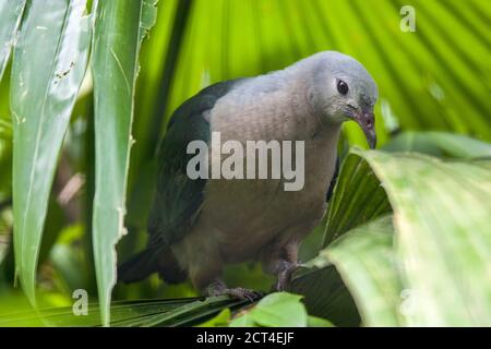 A  Juvenile Pacific imperial pigeon (Ducula pacifica) is a widespread species of pigeon in the family Columbidae. Its natural habitats are tropical. Stock Photo