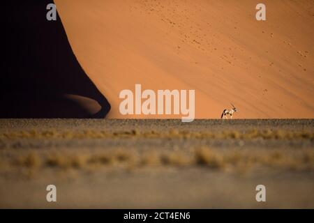 A lone oryx or Gemsbok antelope in the famous sand dunes of Sossusvlei, Hardap region, Namibia. Stock Photo