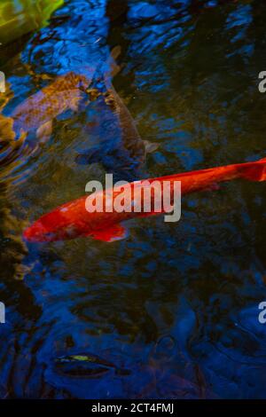 Swimming carp in the pond Stock Photo