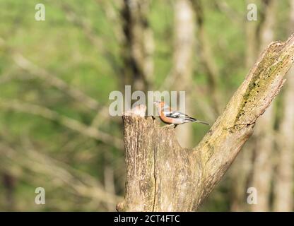 Male Chaffinch (Fringilla coelebs) perched on decaying tree limb, Shropshire UK. March 2020 Stock Photo