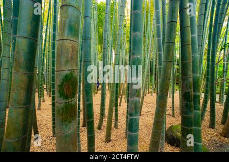 Bamboo forest at the traditional guarden Stock Photo