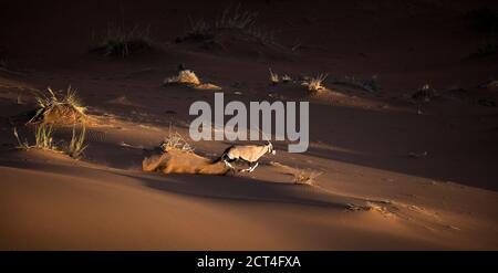 A lone oryx or Gemsbok antelope in the famous sand dunes of Sossusvlei, Hardap region, Namibia. Stock Photo