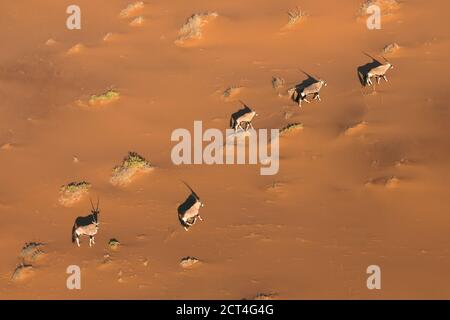 A herd of Oryx or Gemsbok seen in the red sand dunes of Namibia. Stock Photo