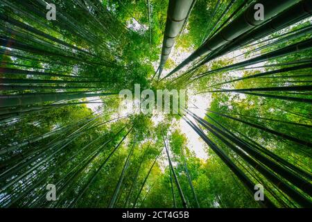 Bamboo forest at the traditional guarden Stock Photo