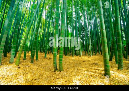 Bamboo forest at the traditional guarden Stock Photo