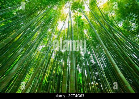 Bamboo forest at the traditional guarden Stock Photo