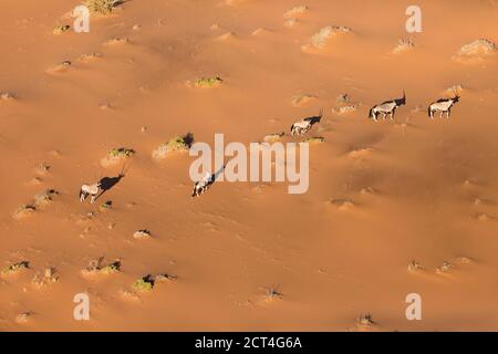 A herd of Oryx or Gemsbok seen in the red sand dunes of Namibia. Stock Photo