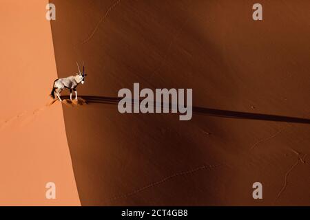 A lone Oryx ( Gemsbok ) in the Naukluft National Park, Namibia. Stock Photo
