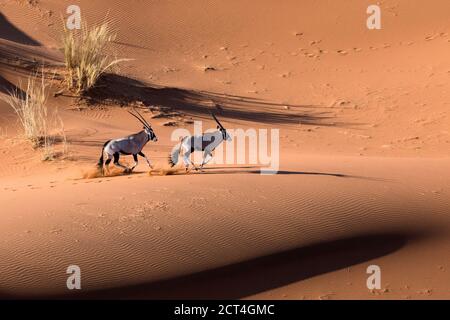 Two Oryx in the sand dunes of Namibia. Stock Photo