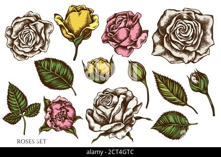 Vector set of hand drawn colored roses Stock Vector