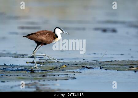 An African Jacana in the Chobe National Park, Kasane, Botswana. Stock Photo