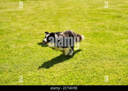Border collie dog running on an agility field Stock Photo