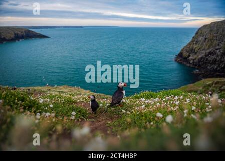 Puffins on Skomer Island, Pembrokeshire Coast National Park, Wales, United Kingdom Stock Photo