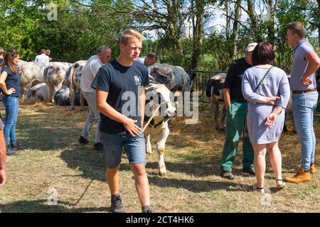 Kieldrecht, Belgium, September 1, 2019, Man with a calf at a cow competition Stock Photo