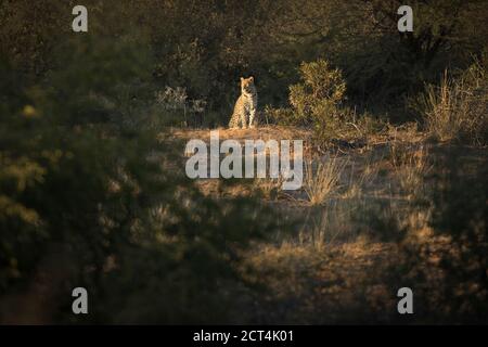 A Male leopard hunting in the morning. Stock Photo