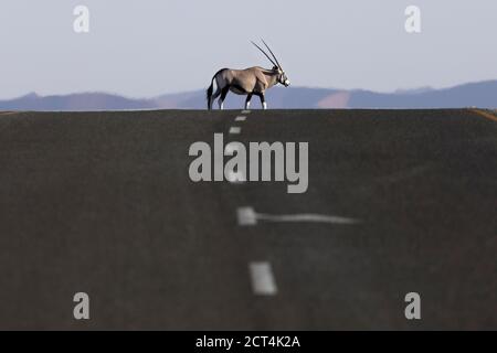 A lone Oryx ( Gemsbok ) in the Naukluft National Park, Namibia. Stock Photo
