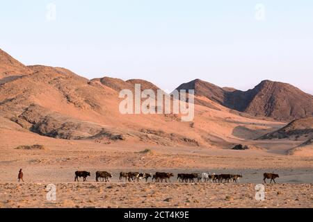 A Himba woman brings her cattle back to her village at sunset. Stock Photo