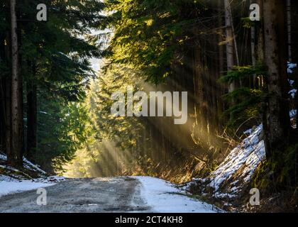 Beautiful nature woodland scene. Springtime foliage. sun behind the forest. Sun rays hitting the trees, beaming down. Snow on the forest road. Dark tr Stock Photo