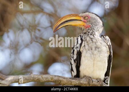 Southern yellow-billed hornbill (Tockus leucomelas), adult, resting on a branch, Kgalagadi Transfrontier Park, Northern Cape, South Africa, Africa Stock Photo