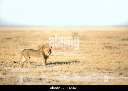 A large male lion patrols Etosha National Park, Namibia in the morning light.