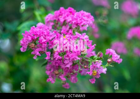 Lagerstroemia indica is multi-stemmed, deciduous tree is a popular nesting shrub for songbirds and wrens. Inflorescence of crape myrtle, pink flower w Stock Photo