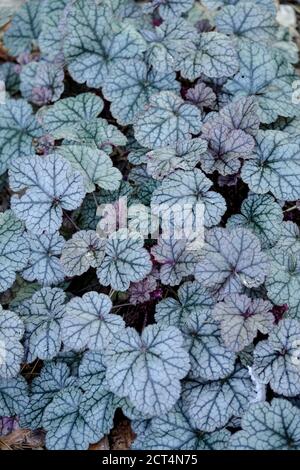 Heuchera 'Silver Scrolls' Heucheras Stock Photo