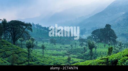 Misty tea plantations landscape near Munnar in the Western Ghats Mountains, Kerala, India Stock Photo