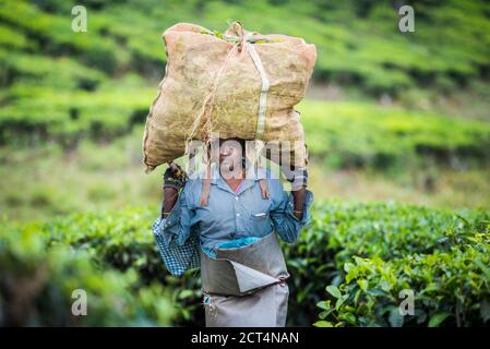 Tea pickers picking tea leaves in tea plantations in the mountains landscape at Munnar, Western Ghats Mountains, Kerala, India Stock Photo
