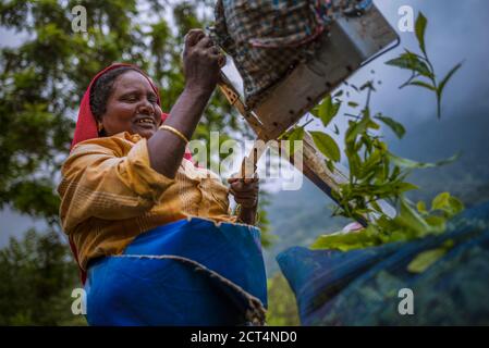 Tea pickers picking tea leaves in tea plantations in the mountains landscape at Munnar, Western Ghats Mountains, Kerala, India Stock Photo