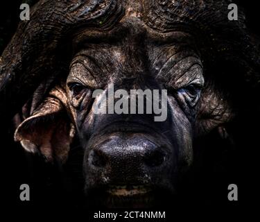 Portrait of an African Buffalo (Syncerus caffer aka Cape Buffalo) on an African wildlife safari holiday in Aberdare National Park, Kenya Stock Photo