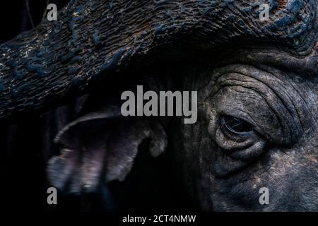 Close up portrait of an African Buffalo (Syncerus caffer aka Cape Buffalo) on an African wildlife safari holiday in Aberdare National Park, Kenya Stock Photo