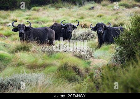 African Buffalo (Syncerus caffer aka Cape Buffalo) in Aberdare National Park, Kenya Stock Photo