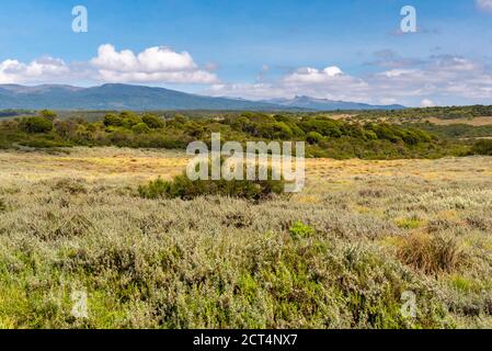 Moorland in Aberdare National Park, Kenya Stock Photo